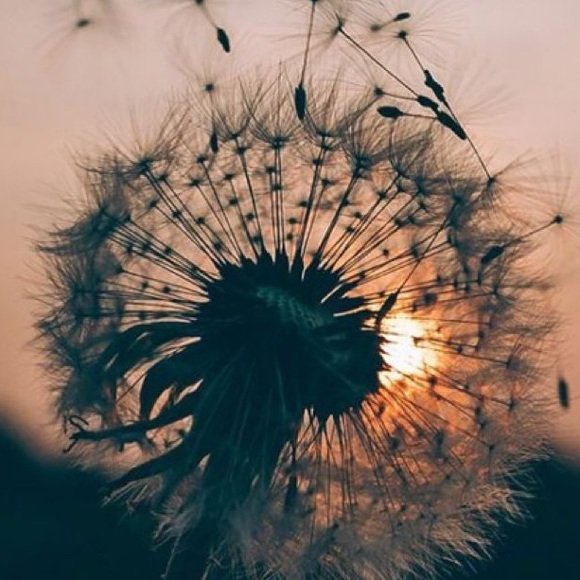 Meet your Posher, Sasha - Picture 4 of 8